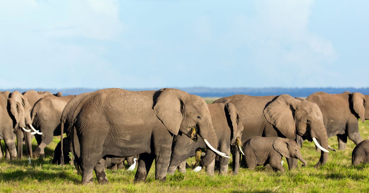 A group of African elephants