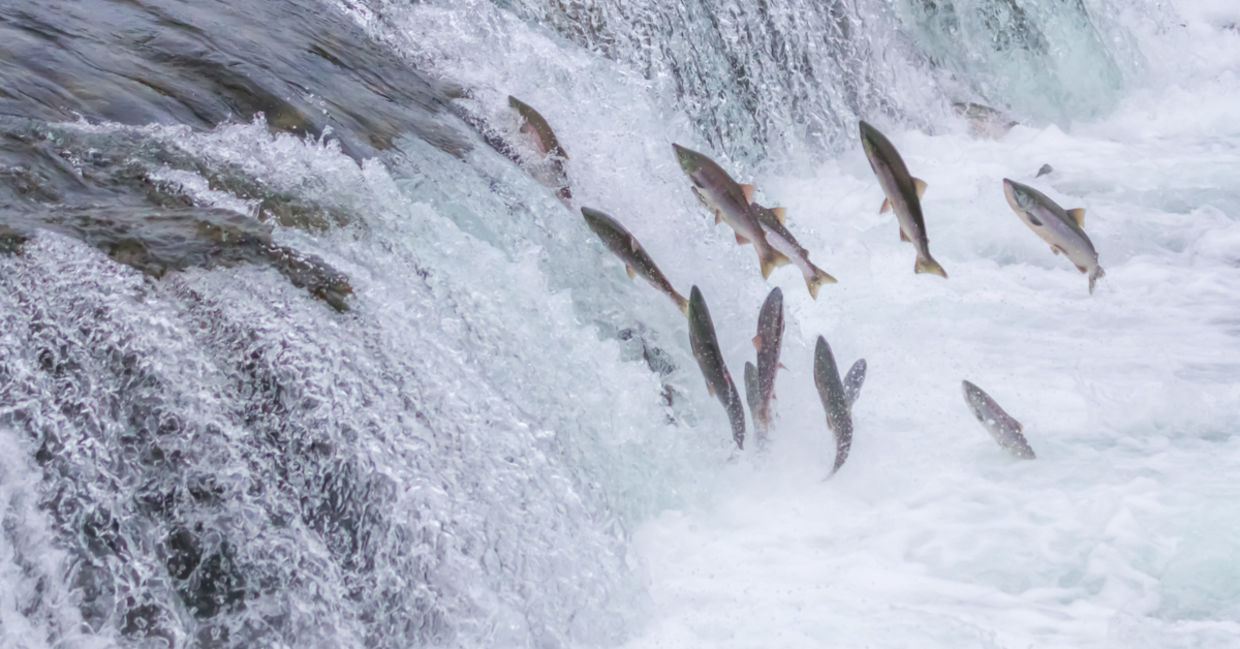 Salmon swimming upstream