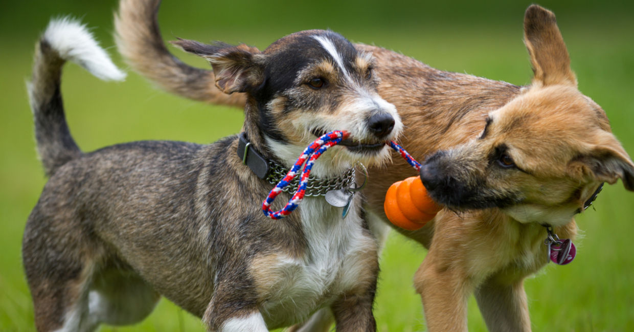 Dogs playing together