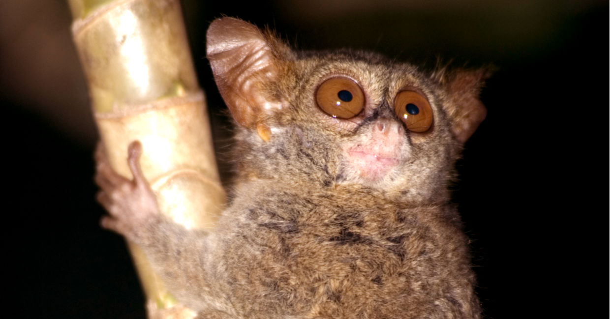 Pygmy tarsier primate in Indonesia for Earth Day