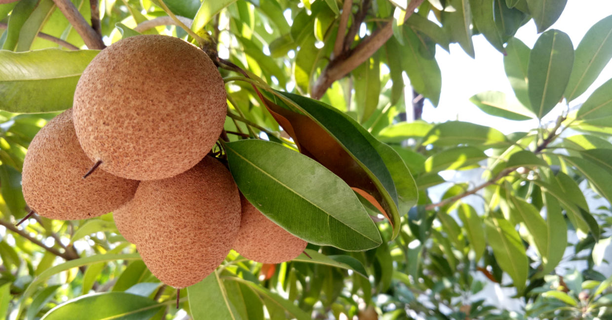 Add this exotic fruit to your diet.