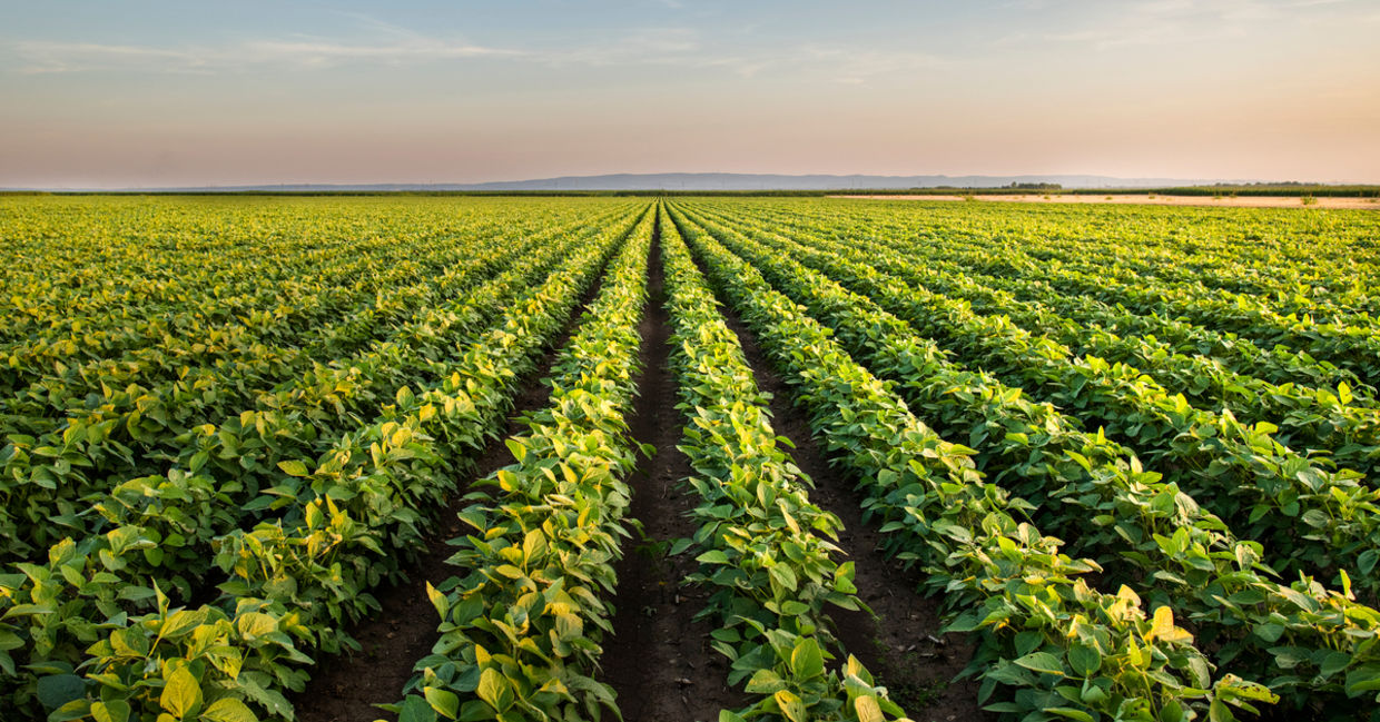 A field of crops at dusk