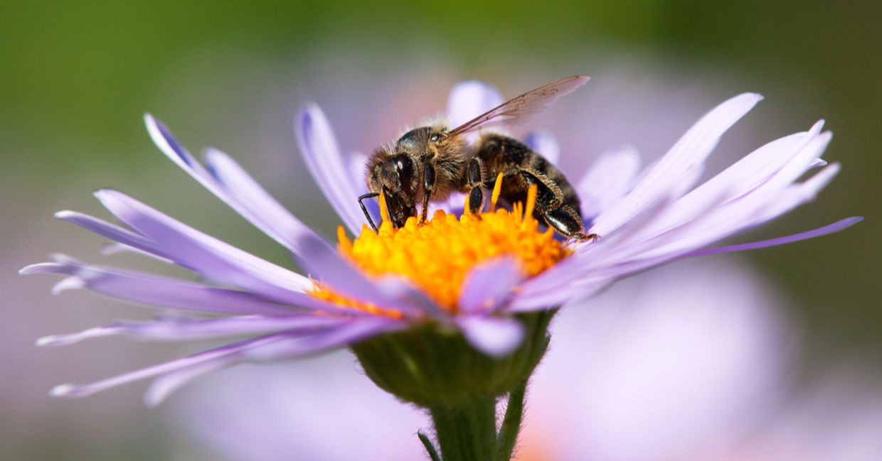 A bee pollinating a flower.