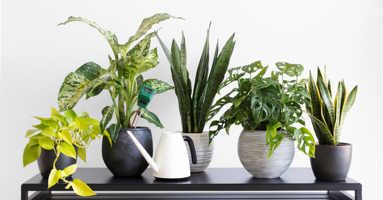 Move houseplants away from sunny windows.