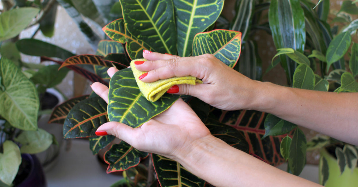 Clean indoor plants leaves when the weather turns warm.