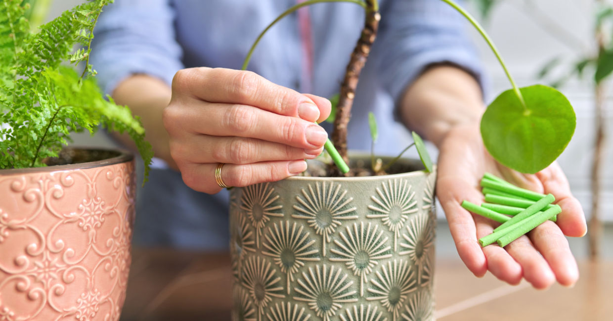 Plants need fertilizer in the spring.