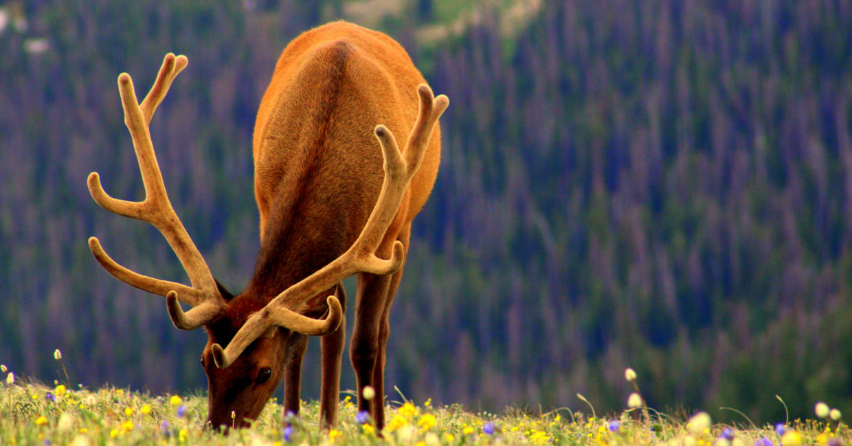 Elk grazing