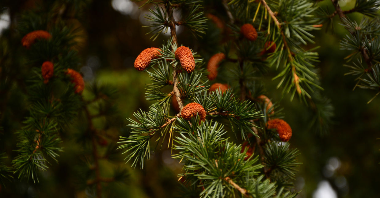 Cedarwood can heal the root chakra.