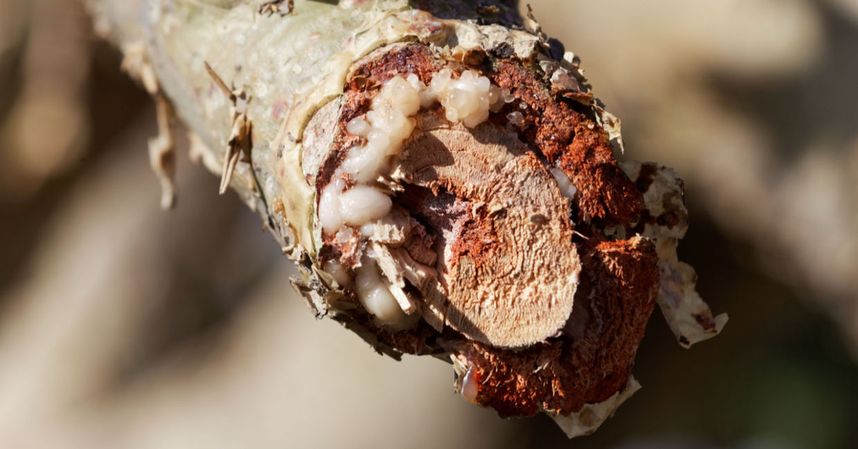 Heal your crown charka with fra.nkincense