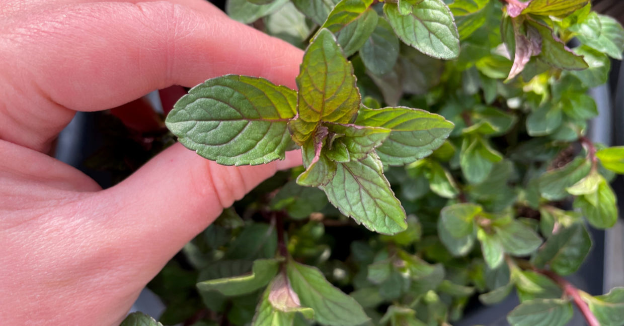 Mint tea helps relieve IBS.
