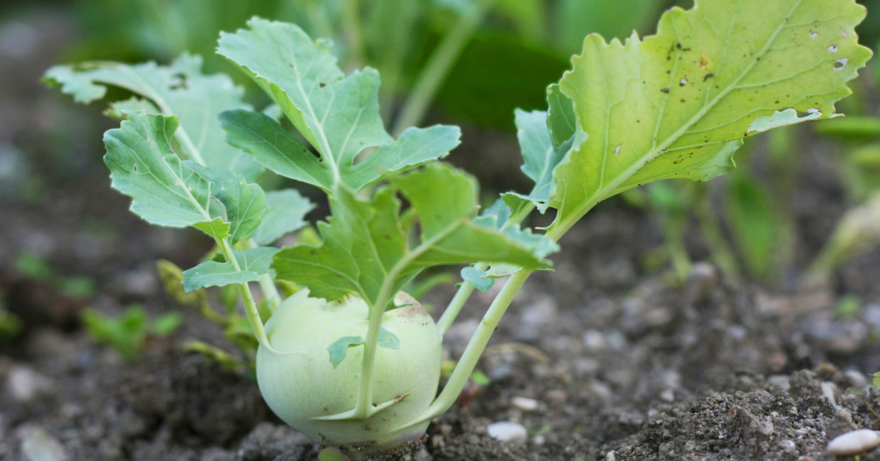 Kohlrabi is a great winter vegetable