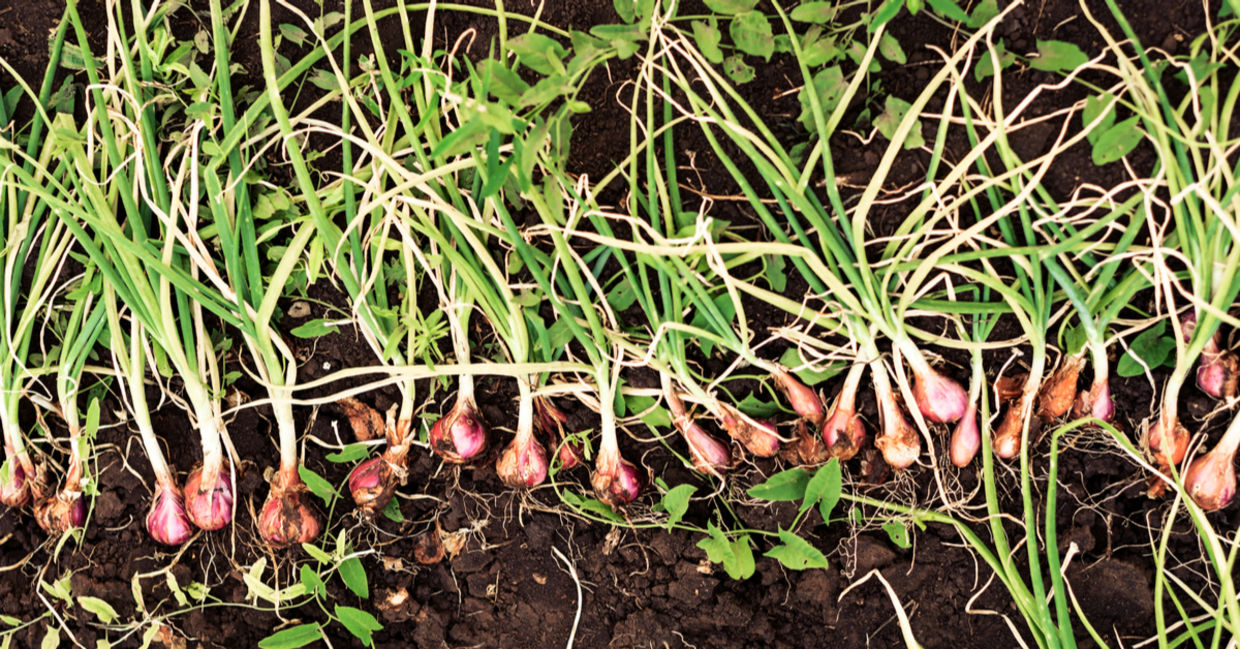 Onions are a fantastic winter vegetable