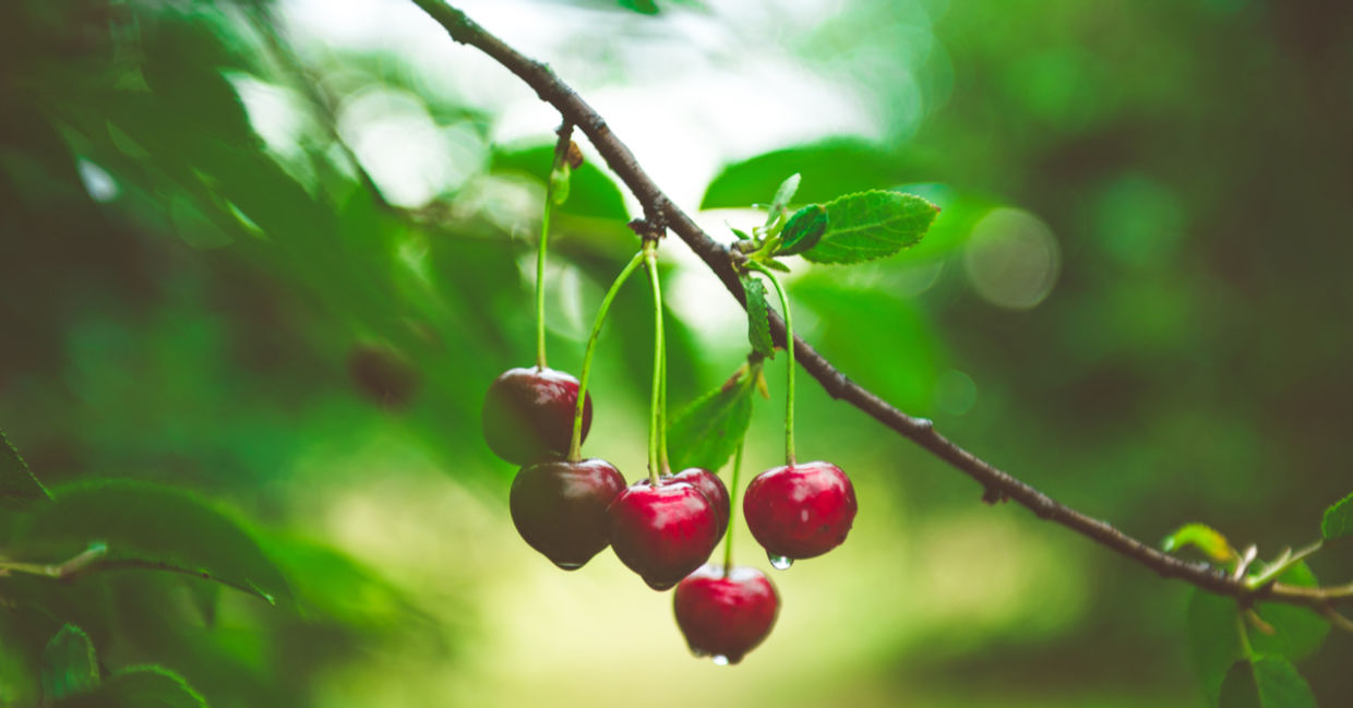 Cherries growing on a tree