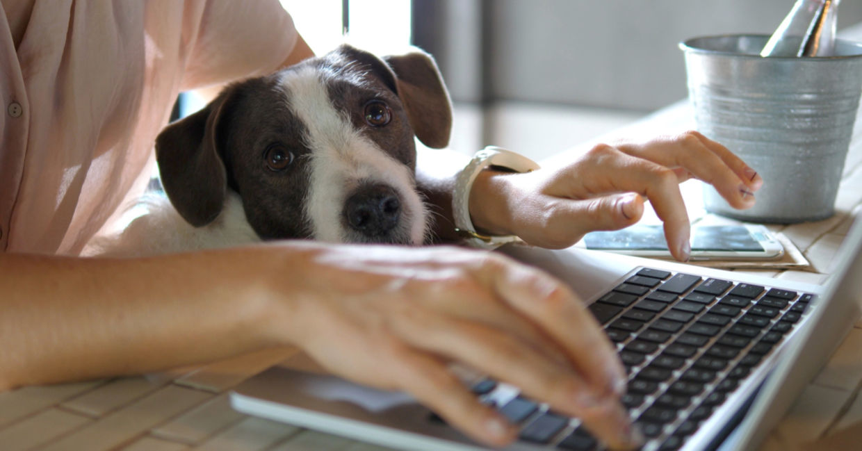 Bring your dog to work.