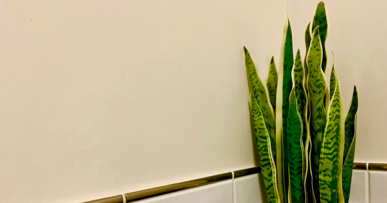Snake plant in bathroom
