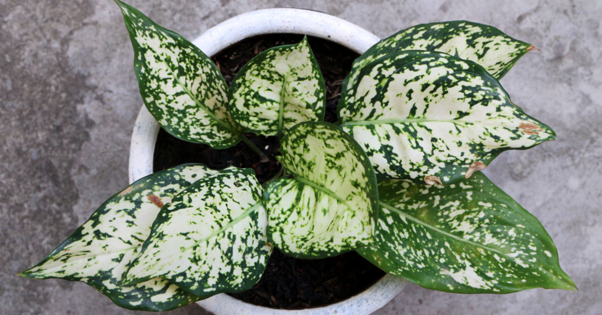 Chinese Evergreen leaves