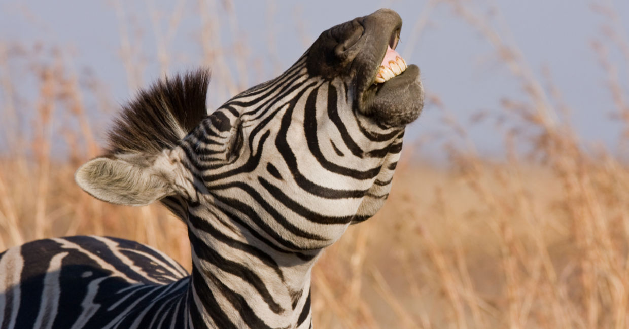 Zebra laughing.