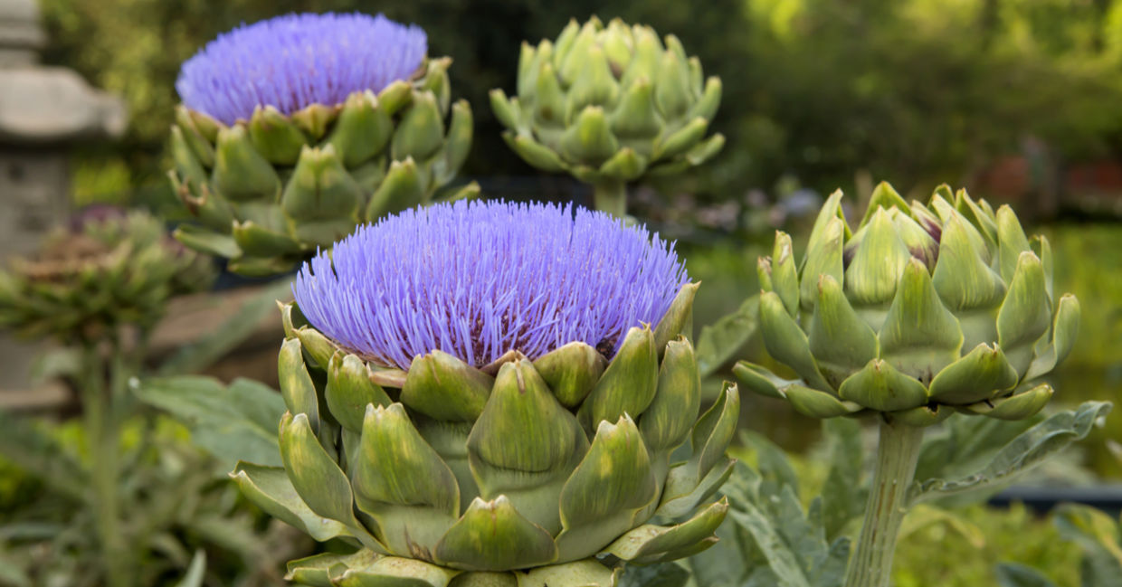 Artichokes in a garden.