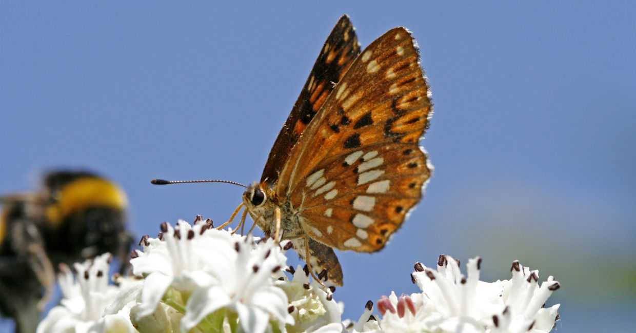 The Duke of Burgundy butterfly