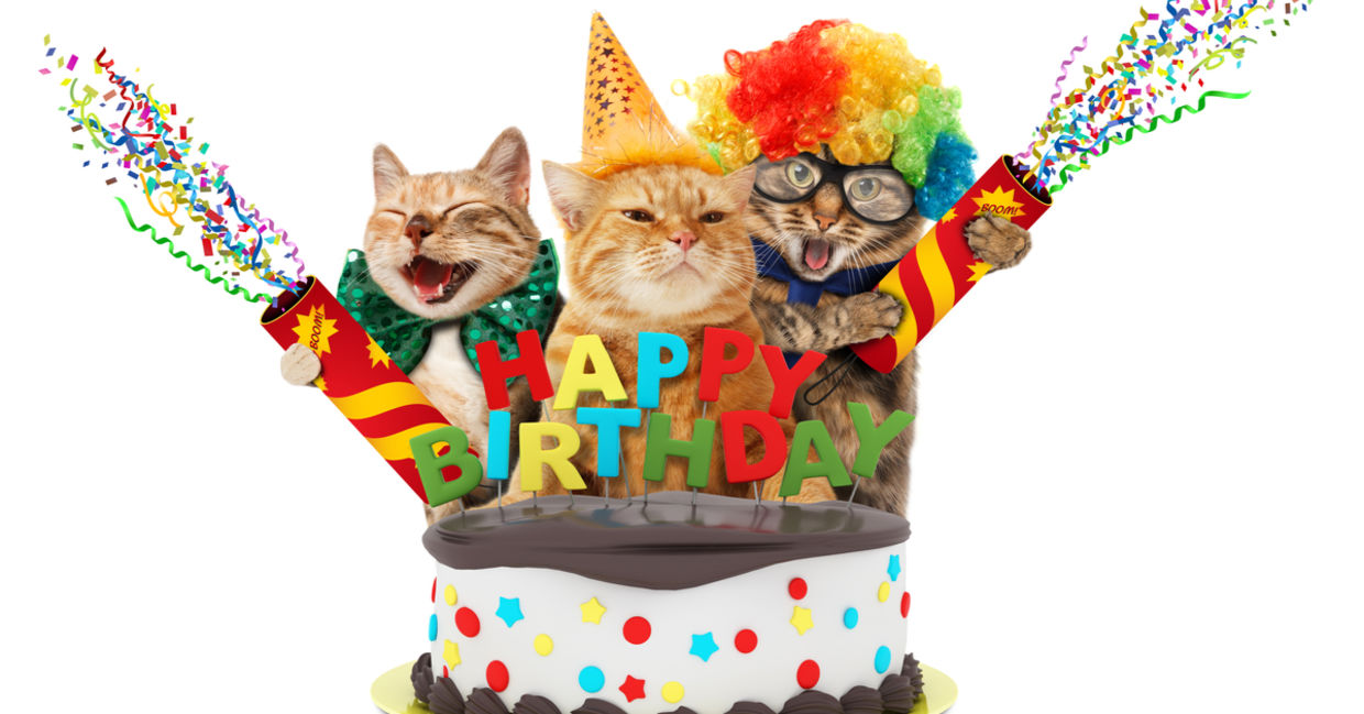 A birthday party for shelter pets.