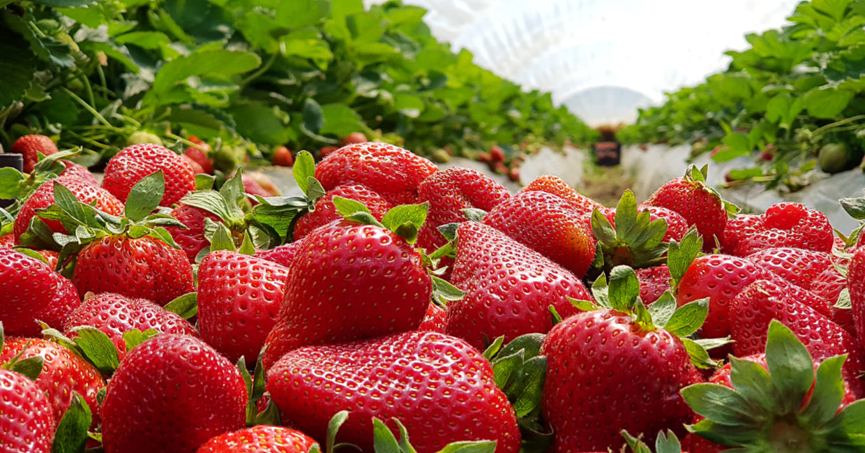 Strawberry fields that are ready for picking.