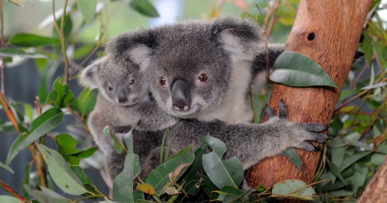 Koala bears in the park.