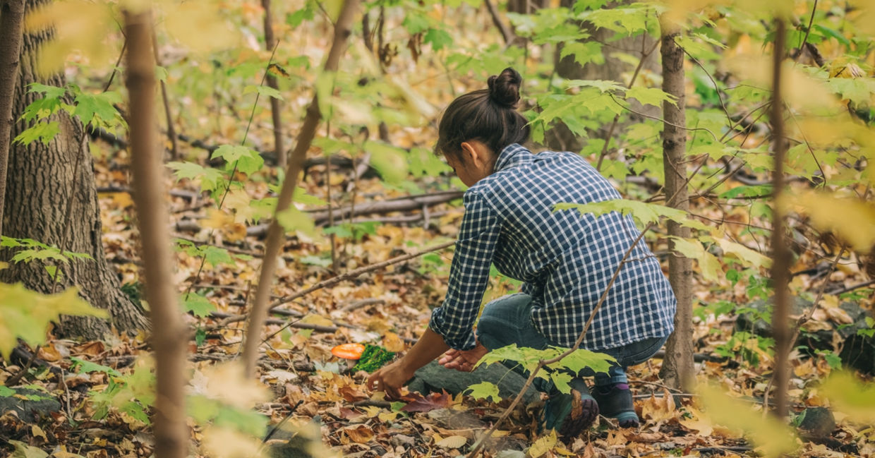 A woman forages for edible mushrooms.