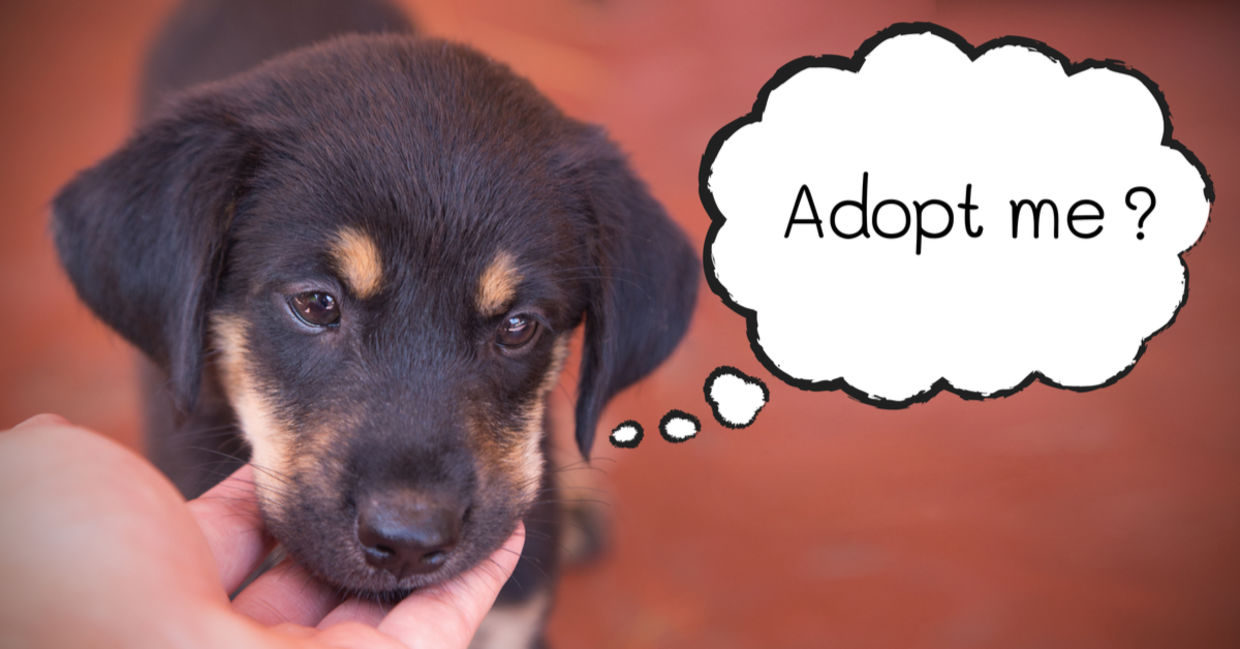 Give him his forever home.