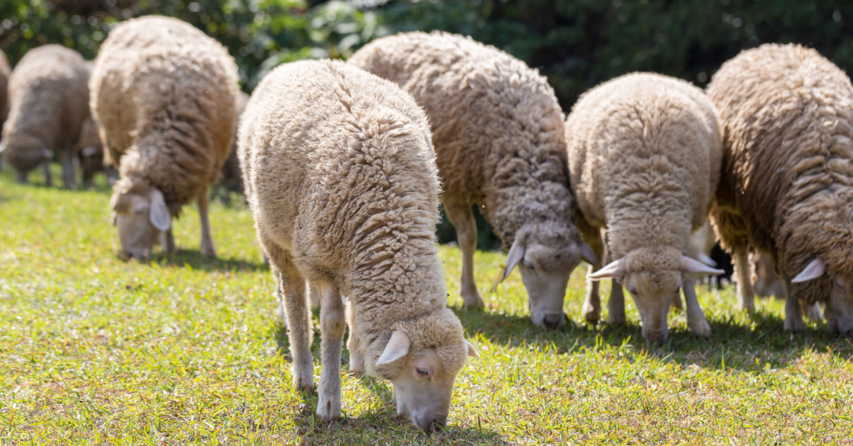 Grazing sheep in the park.