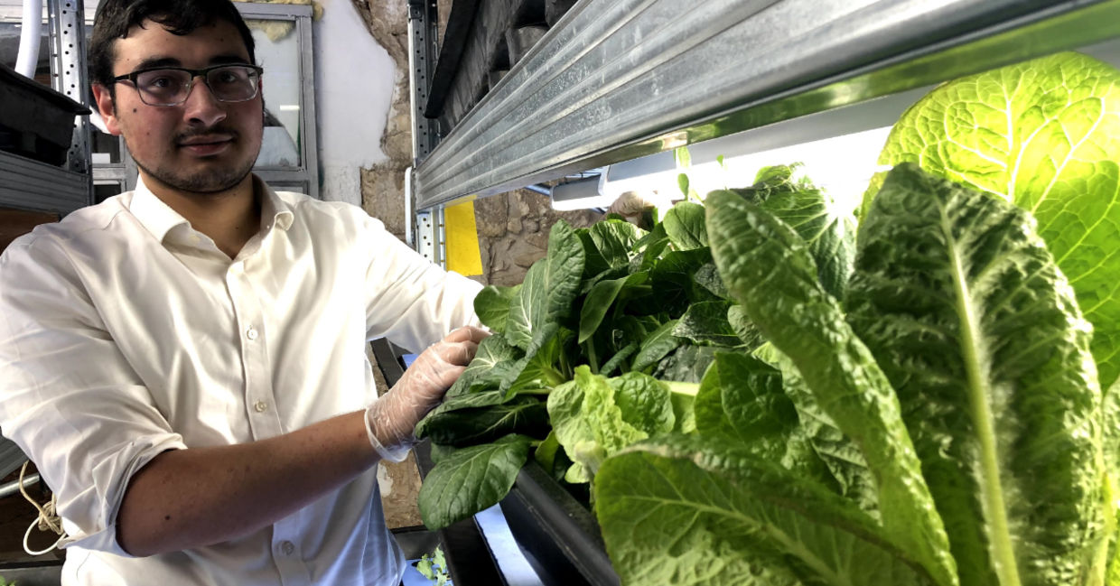 Student stands next to hydroponic lettuce