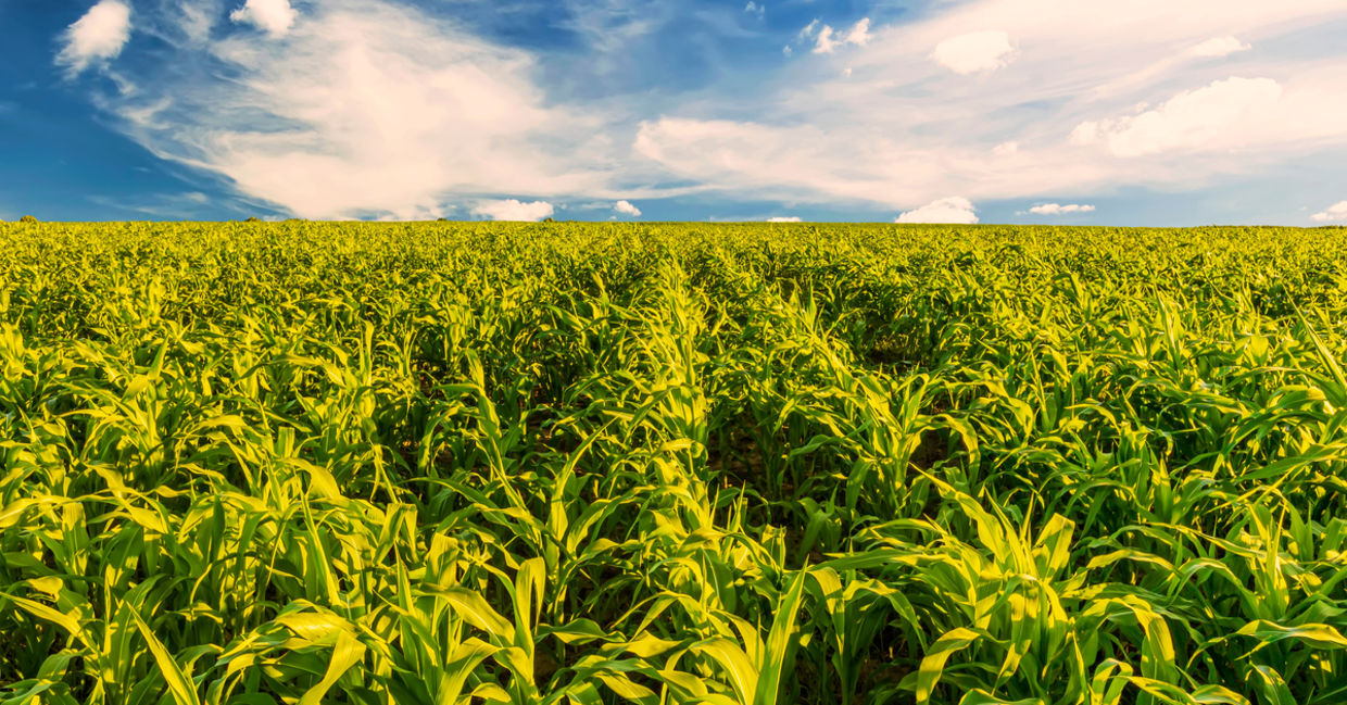 Corn fields