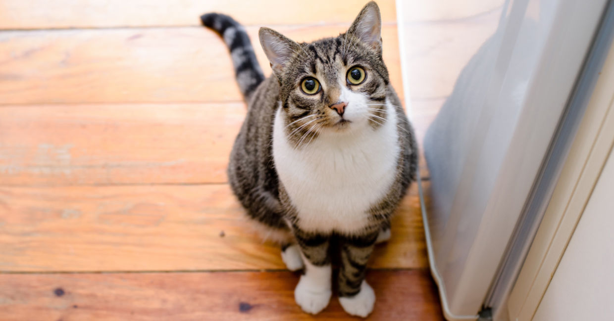 A tabby cat sits outside a door.
