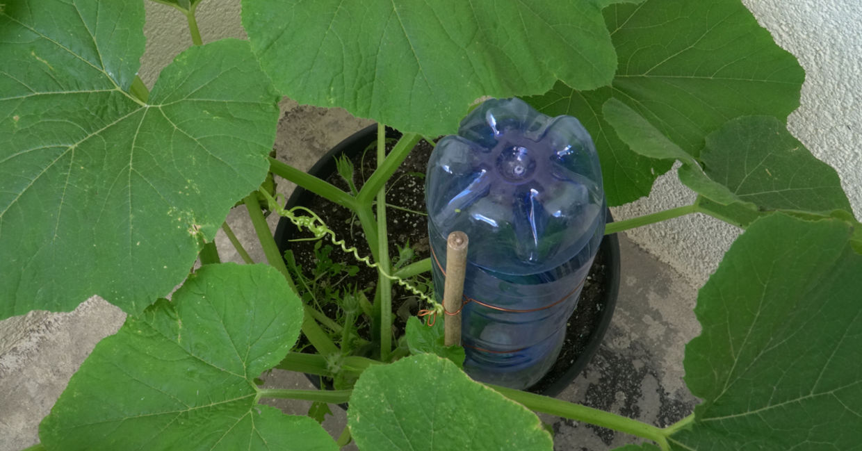 Simple, homemade watering automation system using a plastic bottle.