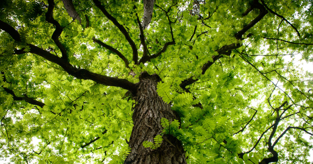 The top of an old tree.
