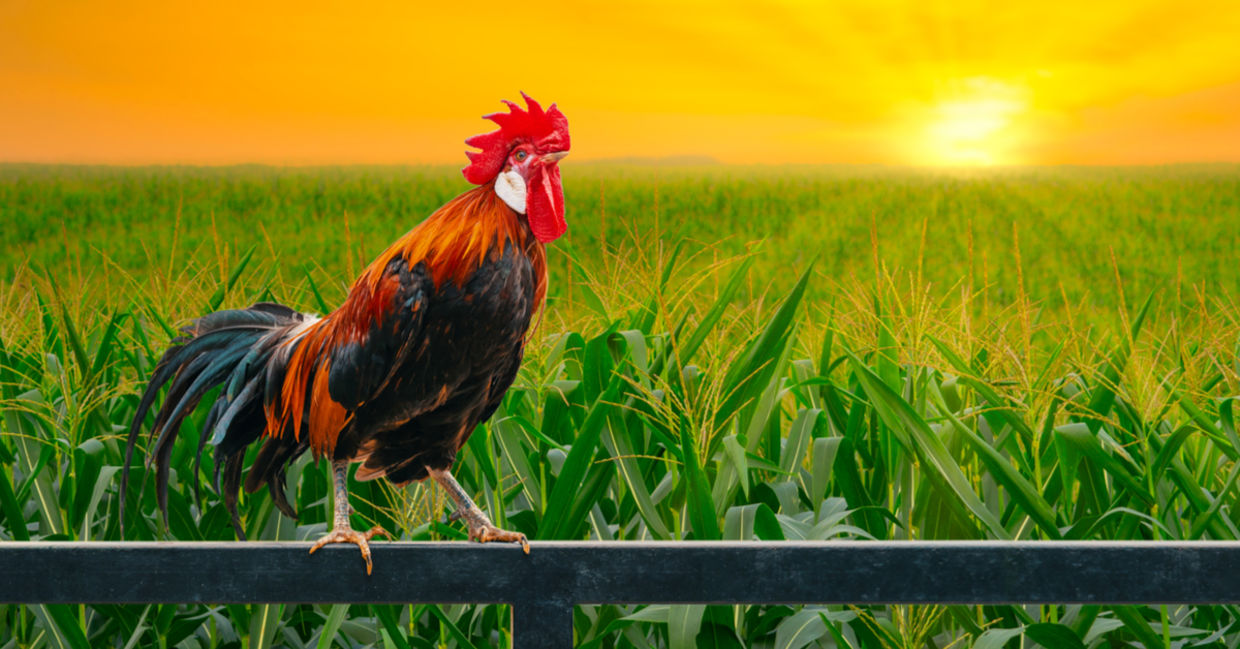 Getting up earlier has many benefits.