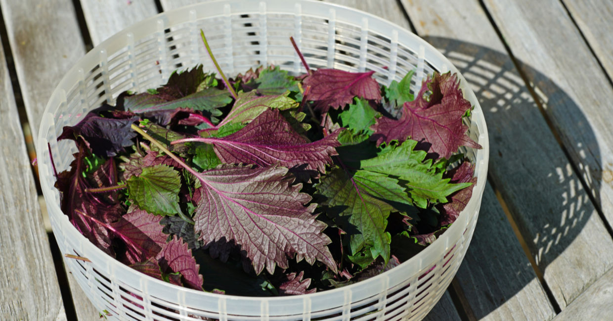 Shiso leaf in a salad spinner.