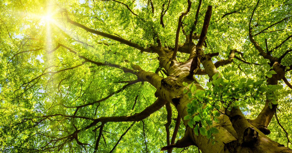 Sun rays shine through an old beech tree.