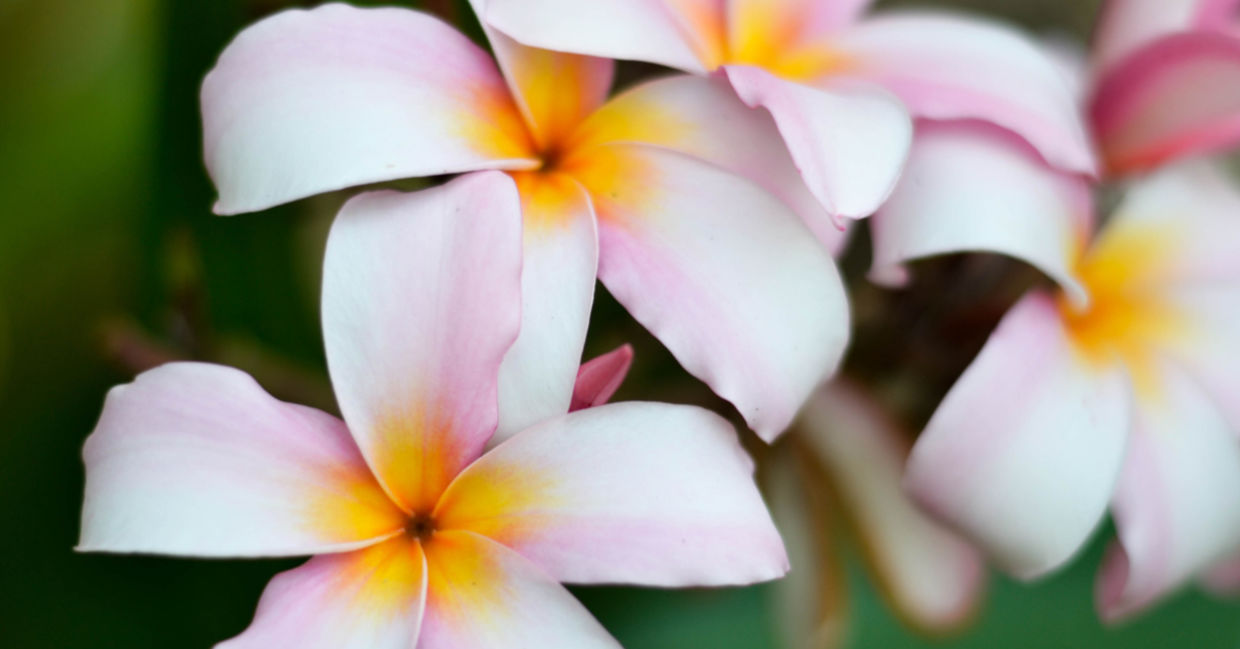A fragrant champa flower.