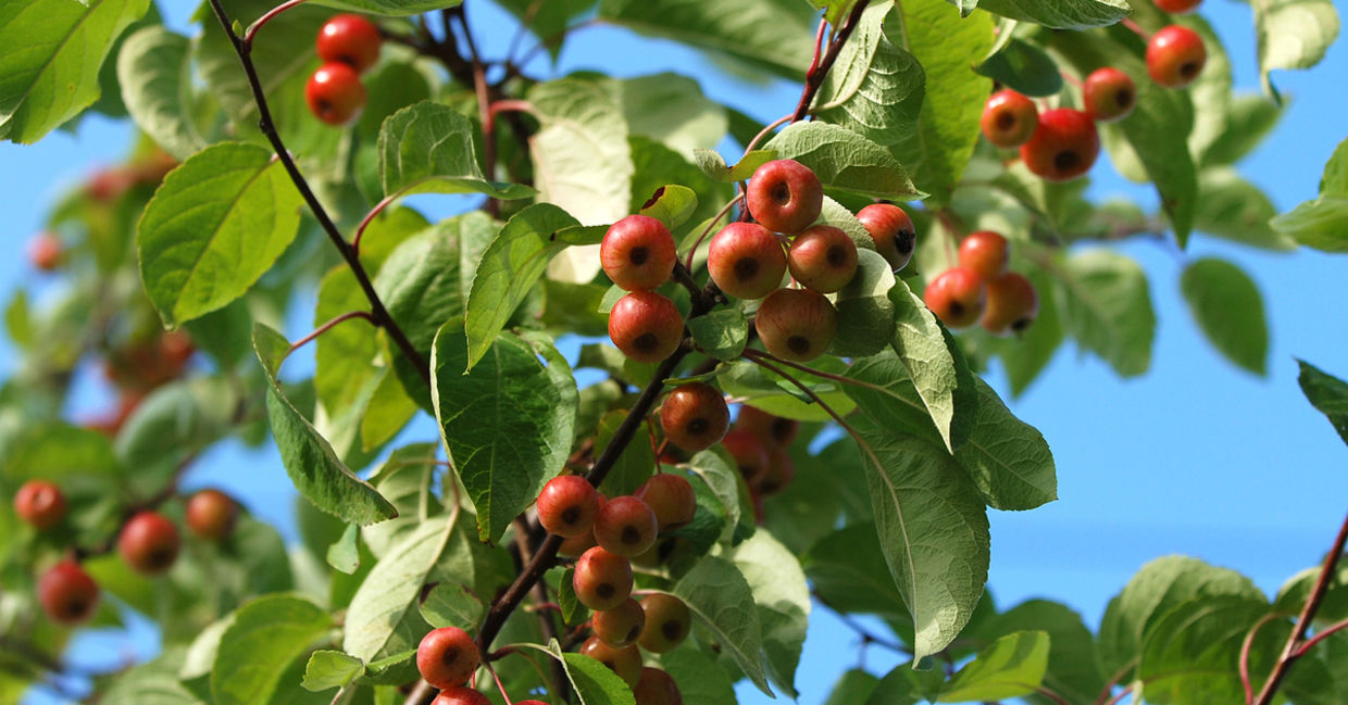 Crab apples are ripe in the fall.