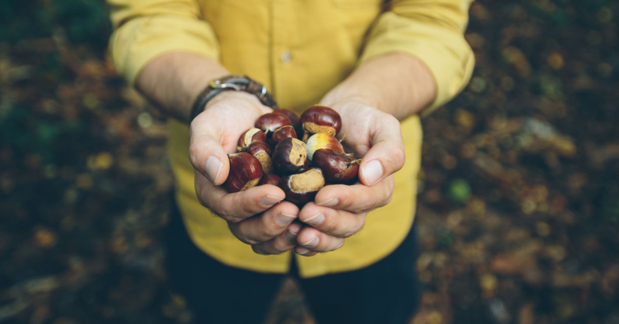 Foraged fall chestnuts.