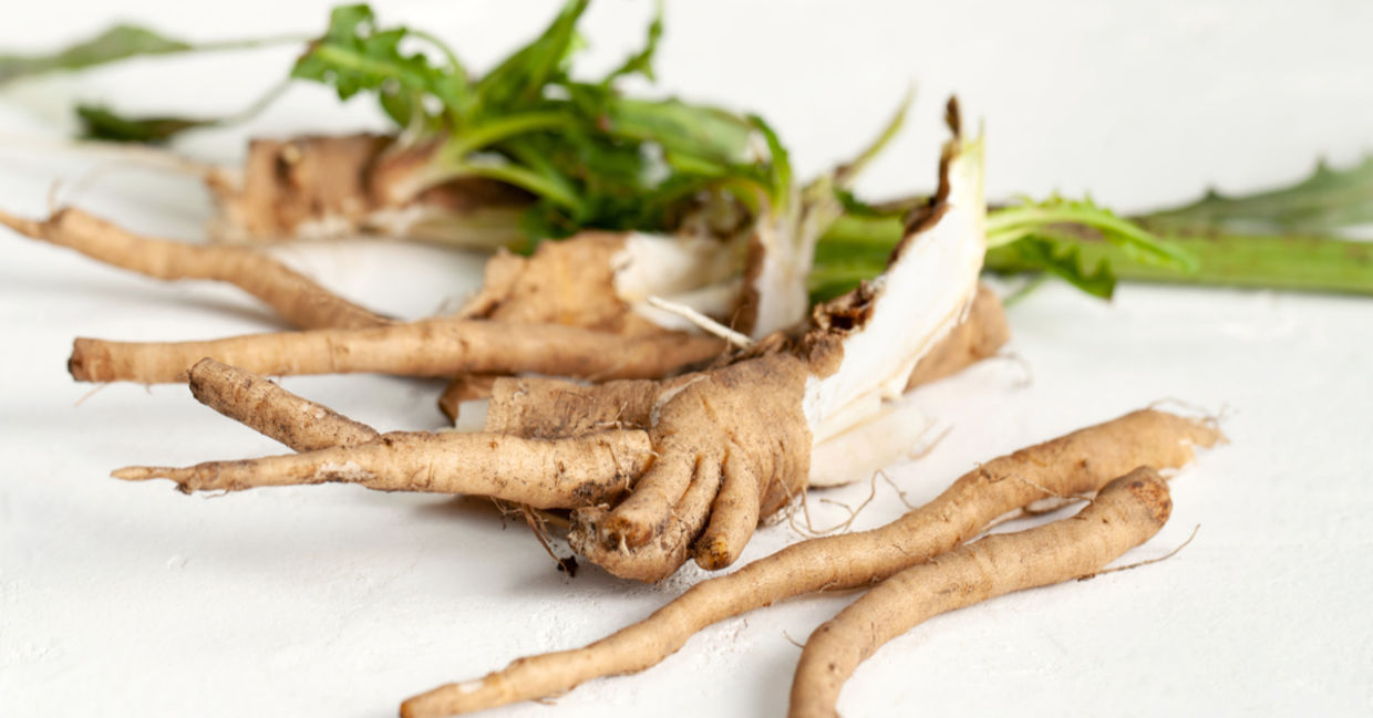 Fresh chicory root.