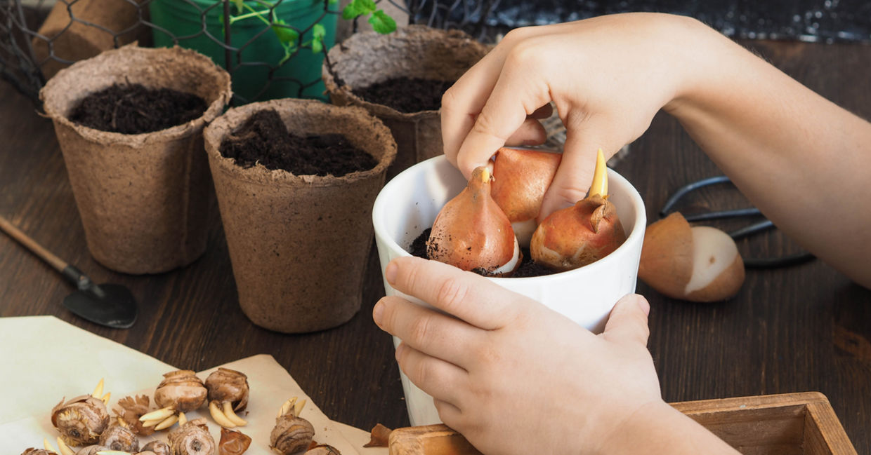Child planting tulip bulbs