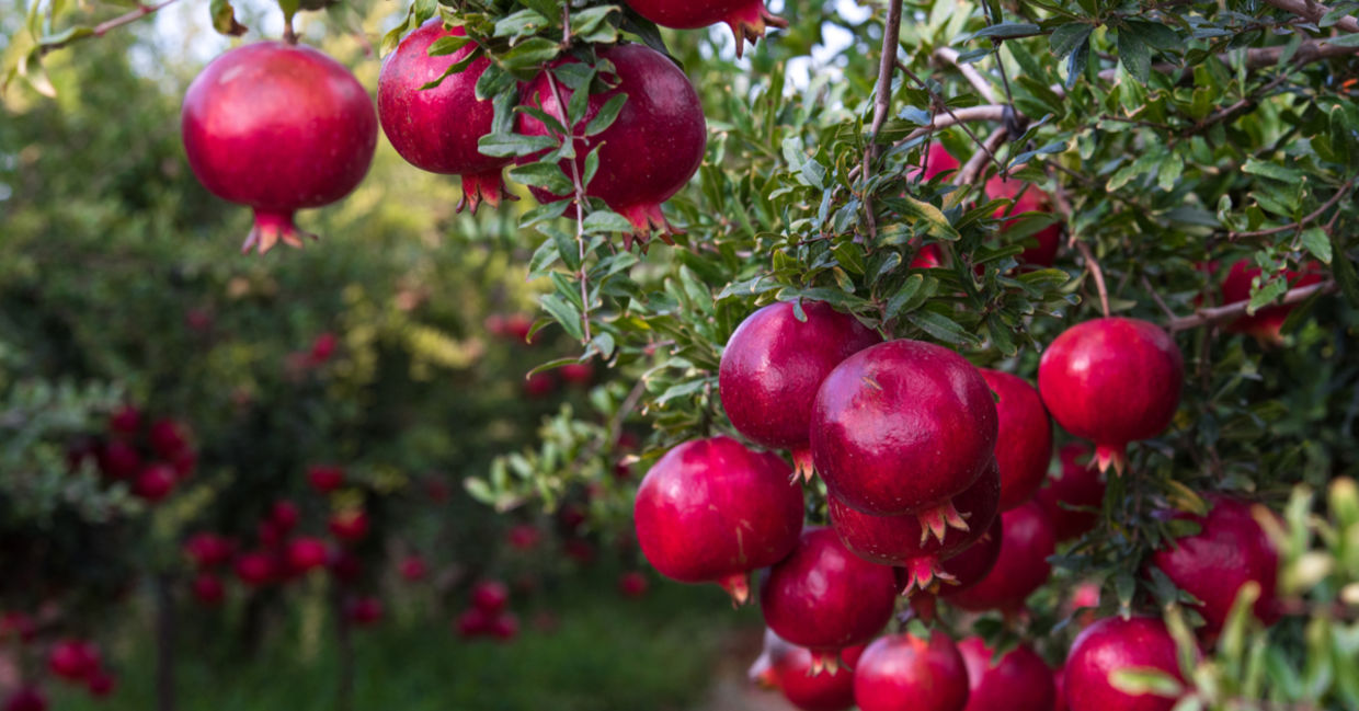 Ripe pomegranates.