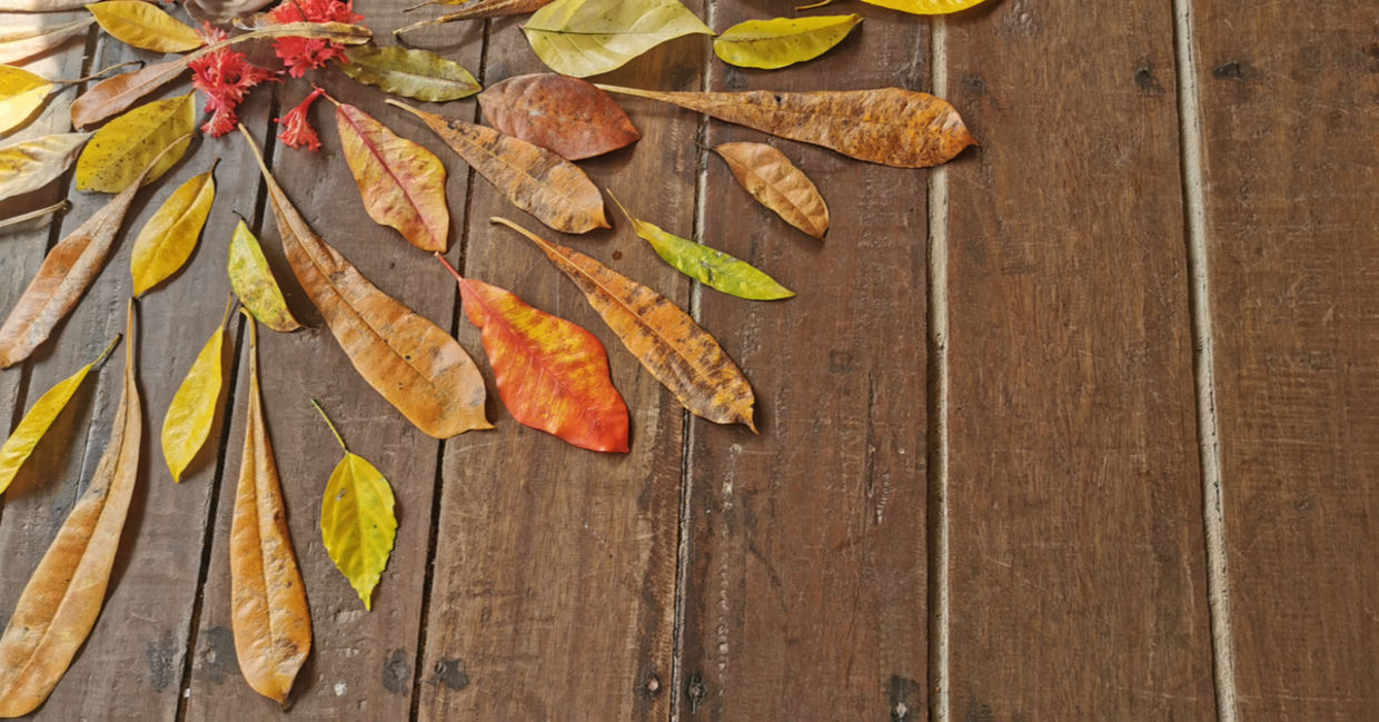 Mandala made from colorful fall leaves