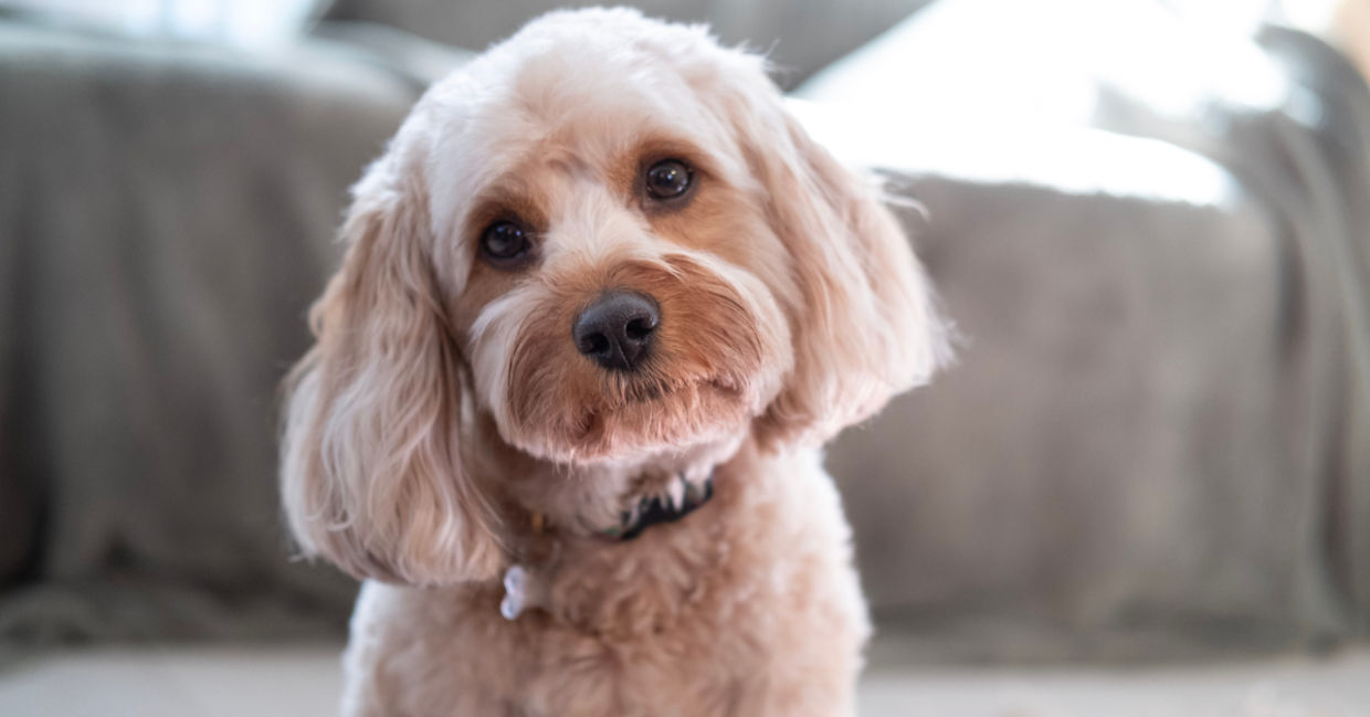 Sweet Cavapoo dog listening attentively