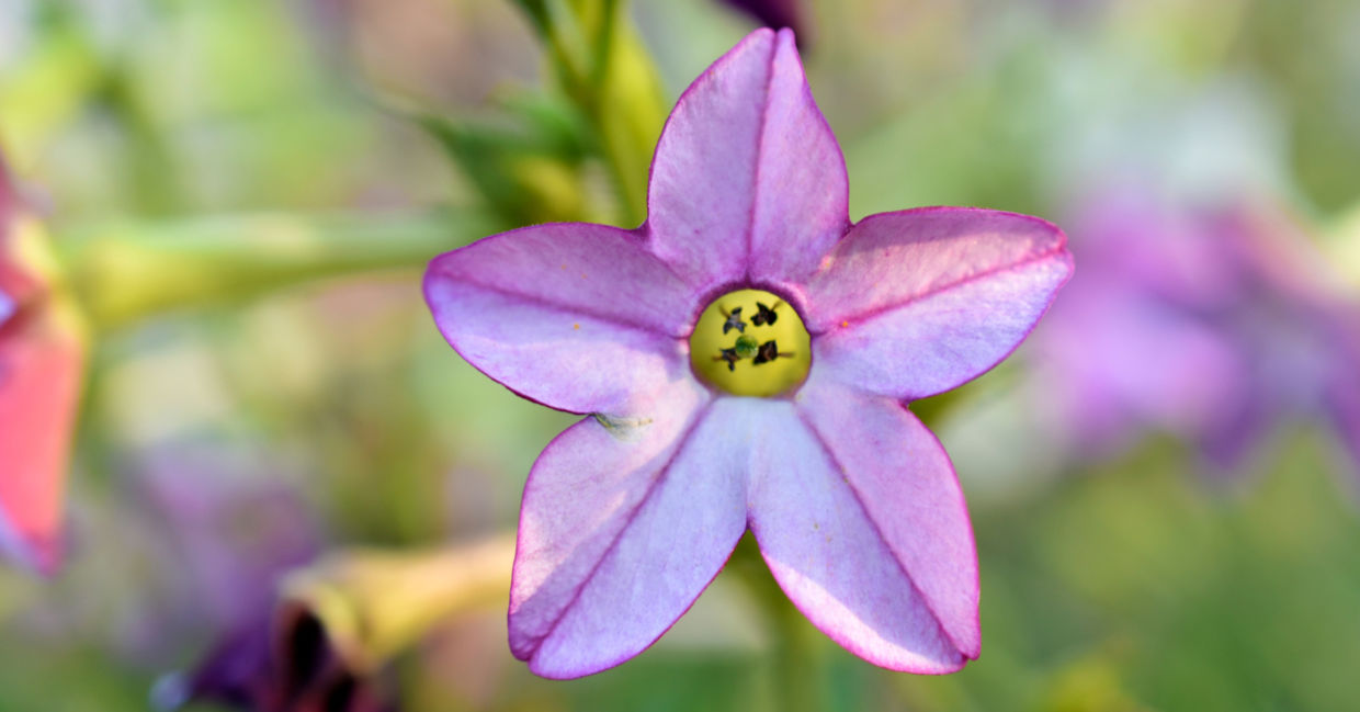 Multicolored fragrant tobacco flowers