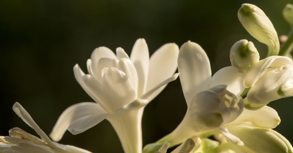 Tuberose flowers
