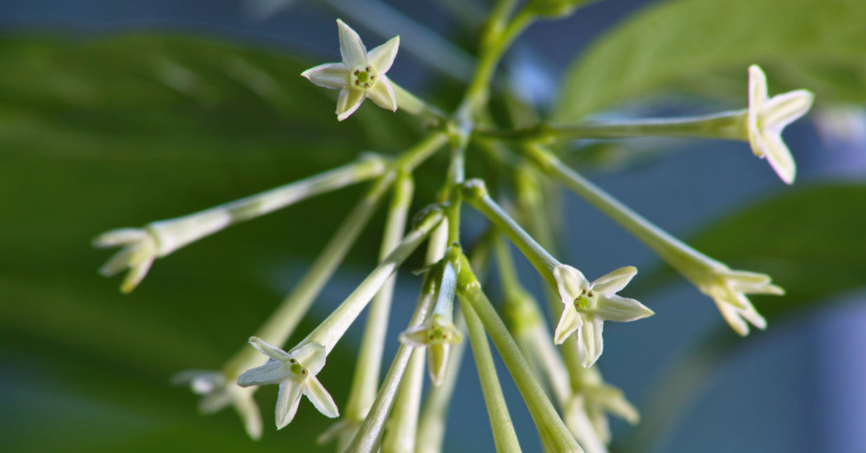 Night blooming jasmine flowers
