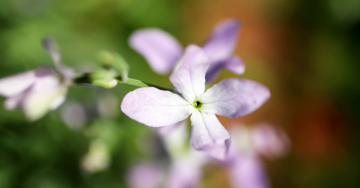 Night phlox flowers