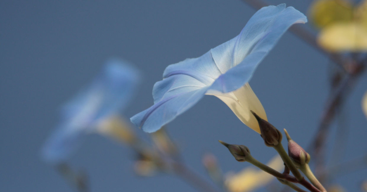 Night blooming moonflower